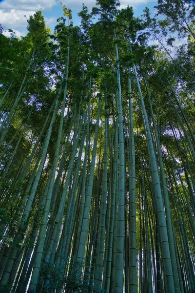 Киото Япония Октября 2021 Года Бамбуковые Деревья Японском Саду — стоковое фото
