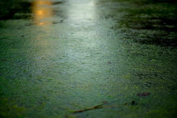 Tokio Japonia Października 2021 Powierzchnia Stawu Całkowicie Pokryta Glonami — Zdjęcie stockowe