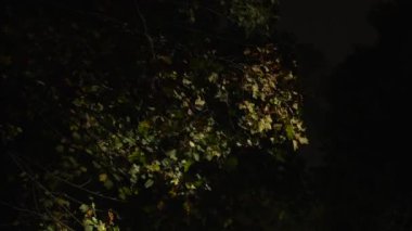 Tokyo, Japonya - 17 Ekim 2021: Güçlü kuzey rüzgarı tarafından sonbahar yaprakları esiyor