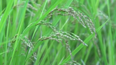 Tokyo, Japonya - 18 Ekim 2021: Pirinç sapı veya pirinç kulağı veya pirinç taneciklerinin kapatılması