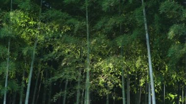 Tokyo, Japonya - 18 Ekim 2021: Bambu ormanı sabah güneşiyle aydınlandı