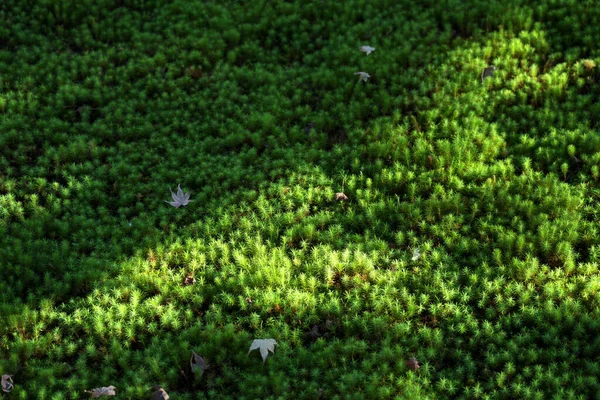 Kyoto Japão Outubro 2021 Belo Musgo Verde Jardim — Fotografia de Stock