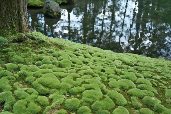 Kyoto Japan October 2021 Garden Covered Beautiful Moss — Stock Photo, Image