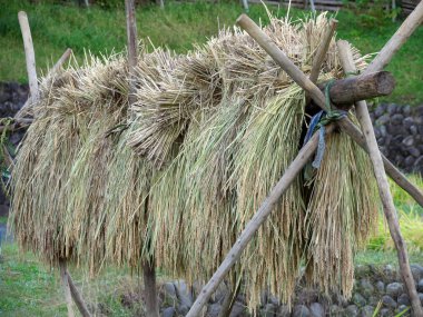 Tokyo, Japonya - 24 Ekim 2021: Japonya 'da güneşte kurutulan pirinç sapı