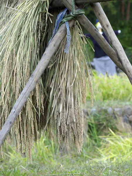 Tokio Japón Octubre 2021 Secado Solar Del Tallo Arroz Cosechado — Foto de Stock