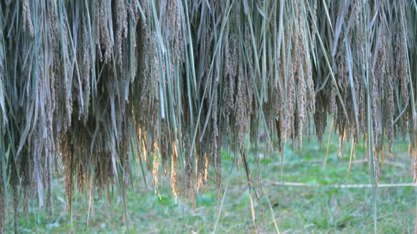 Tokio Japón Octubre 2021 Secado Solar Del Tallo Arroz Cosechado — Vídeos de Stock