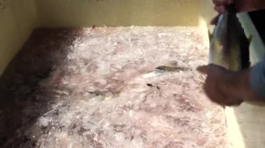 Okinawa, Japonya - 31 Ekim 2021: Okinawa, Japonya 'daki Irabu adasındaki Sarahama balıkçılık limanında buzdan taze balık seçmek