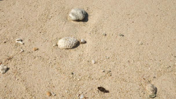 2021年11月1日 日本冲绳 一只小寄居蟹在美丽的海滩上 — 图库视频影像