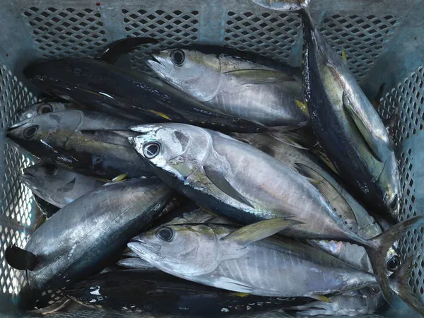 Okinawa Japan October 2021 Fresh Thunnus Albacares Yellowfin Tuna Basket — Stock Photo, Image