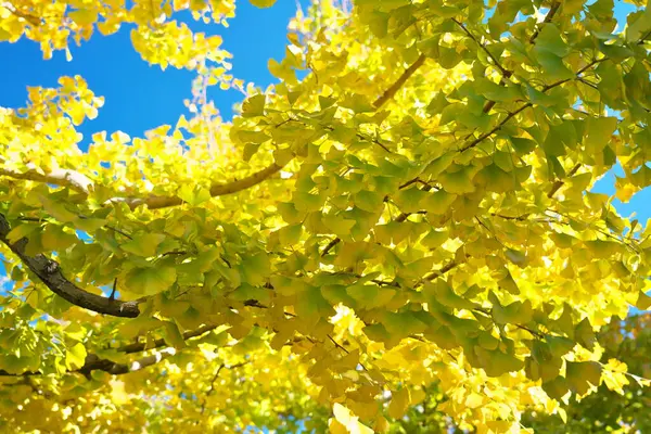 2021年11月5日 青い空の下 東京の美しい秋の葉 — ストック写真