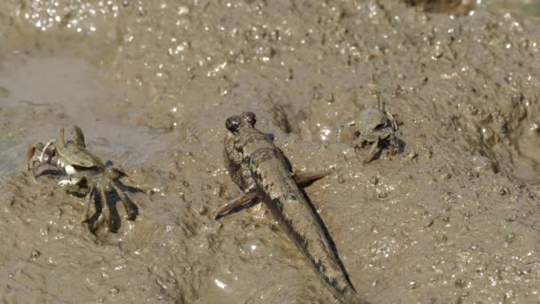 Okinawa Japón Octubre 2021 Barred Mudskipper Crabs Mud Shimajiri Mangrove — Vídeos de Stock