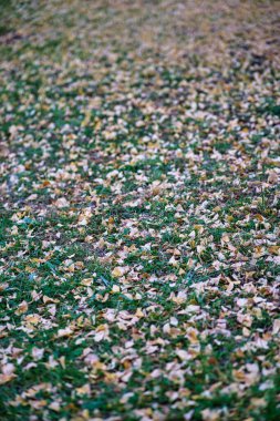 Tokyo, Japonya - 8 Kasım 2021: Sonbaharda Japonya 'da düşen ginkgo yaprakları