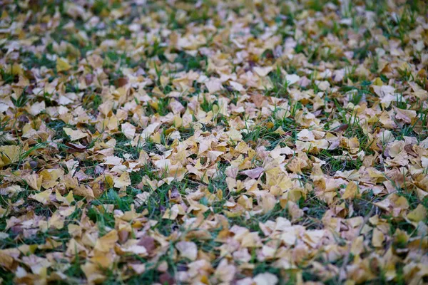 Tokyo Japan November 2021 Fallen Ginkgo Leaves Autumn Japan — Stock Photo, Image