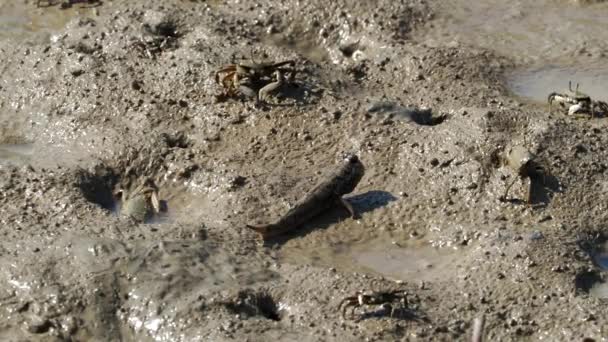 Okinawa Japón Octubre 2021 Barred Mudskipper Crabs Mud Shimajiri Mangrove — Vídeos de Stock