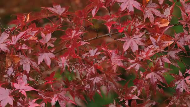 Tokio Japón Noviembre 2021 Arce Rojo Sale Bajo Las Fuertes — Vídeo de stock