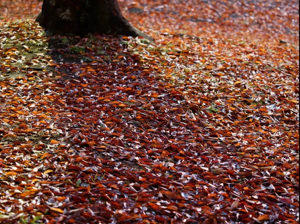 Tóquio Japão Novembro 2021 Folhas Molhadas Caídas Empilhadas Torno Árvore — Fotografia de Stock