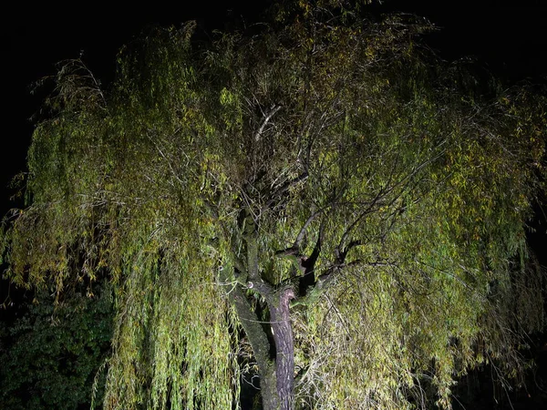 東京都 2021年11月10日 夜の柳の木 — ストック写真