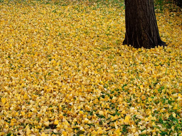 Tóquio Japão Novembro 2021 Gingko Empilhado Deixa Japão — Fotografia de Stock