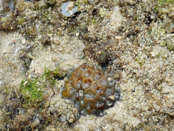 Okinawa Japan November 2021 Closeup Favia Speciosa Dipsastraea Speciosa Shimojishima — Stock Photo, Image