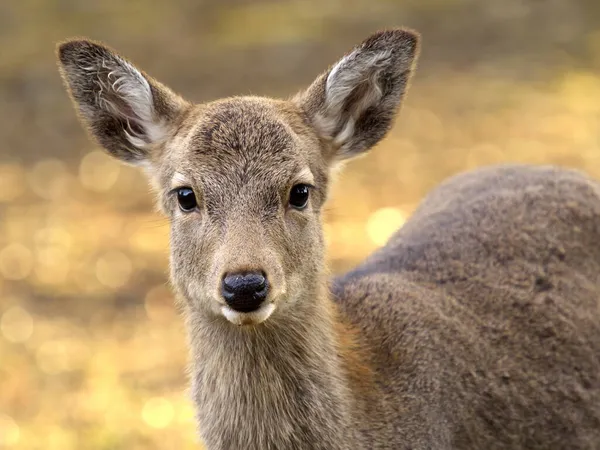 Nara Japón Noviembre 2021 Ciervo Nara Park Nara Otoño — Foto de Stock