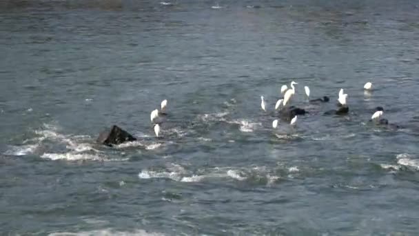 Kyoto Jepang November 2021 Flock Herons Kanryu Bridge Uji River — Stok Video