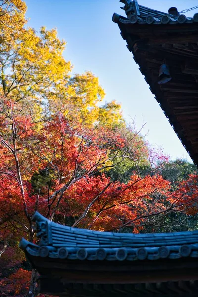 Hyogo Japón Noviembre 2021 Tahoto Pagoda Del Templo Gayain Hojas — Foto de Stock
