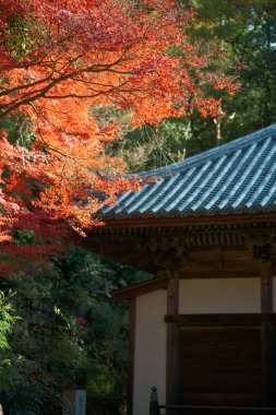 Hyogo, Japonya- 23 Kasım 2021: Sonbaharda Japonya 'nın Hyogo kentinde Gayain Kondo