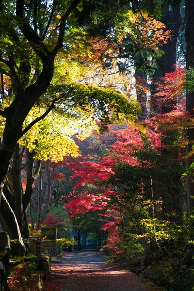 Shiga Japón Noviembre 2021 Hermosas Hojas Otoño Templo Chojuji Shiga — Foto de Stock