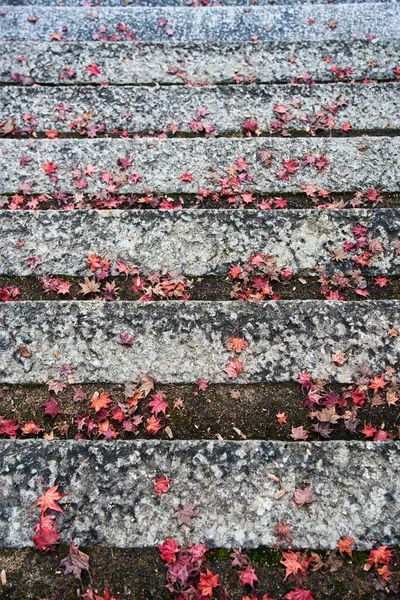 Hyogo Japón Noviembre 2021 Hojas Dispersas Otoño Escalones Piedra — Foto de Stock