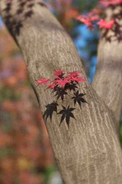 Tokyo Japonya Aralık 2021 Momiji Veya Japon Akçaağaç Kırmızı Yaprakları — Stok fotoğraf