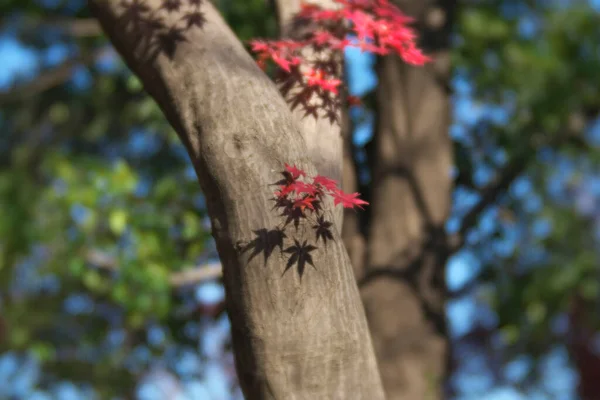 Tokyo Japon Décembre 2021 Feuilles Rouges Momiji Érable Japonais Leur — Photo