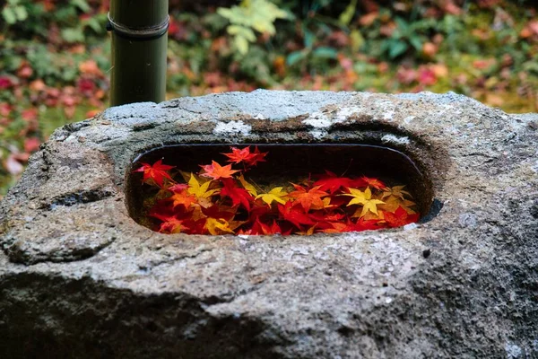 Kyoto Japão Novembro 2021 Folhas Outono Úmidas Coloridas Uma Bacia — Fotografia de Stock