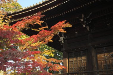 Kyoto, Japonya - 18 Kasım 2021: Shinnyodo Tapınağı ve sonbahar yaprakları Kyoto, Japonya