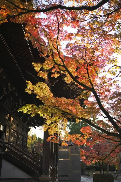 Kyoto Japón Noviembre 2021 Templo Shinnyodo Hojas Otoño Kyoto Japón — Foto de Stock