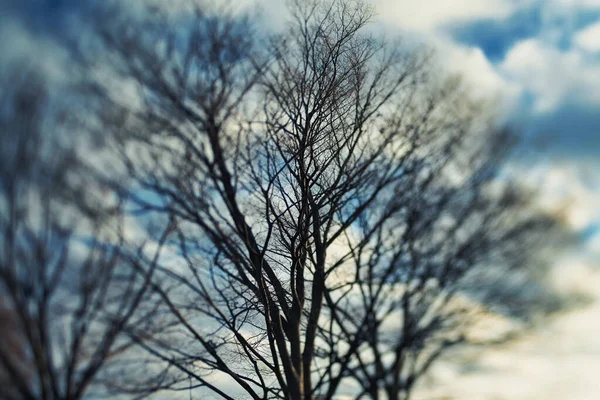 Tokio Japan Dezember 2021 Unscharfer Blattloser Zelkova Baum Einem Park — Stockfoto