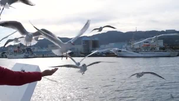 시즈오카 2021 시미즈 항구에 선박에서 갈매기 — 비디오