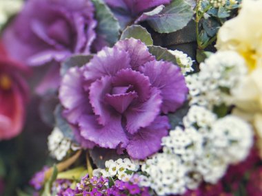 Tokyo, Japonya - 12 Aralık 2021: Kışın süslü lahana çiçeklerinin kapatılması