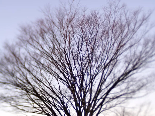 Токио Япония Декабря 2021 Года Размытое Листовое Желковое Дерево Парке — стоковое фото