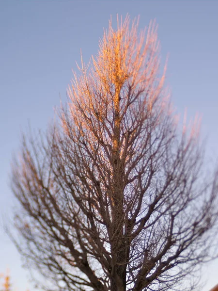 Tokio Japonia Grudnia 2021 Niewyraźne Drzewo Liściaste Ginkgo Zimowej Ulicy — Zdjęcie stockowe