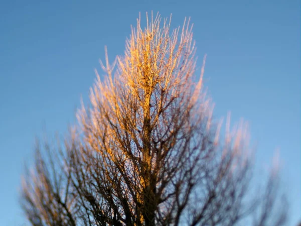 Токіо Японія Грудня 2021 Року Зимовій Вулиці Дерево Бліред Leafless — стокове фото