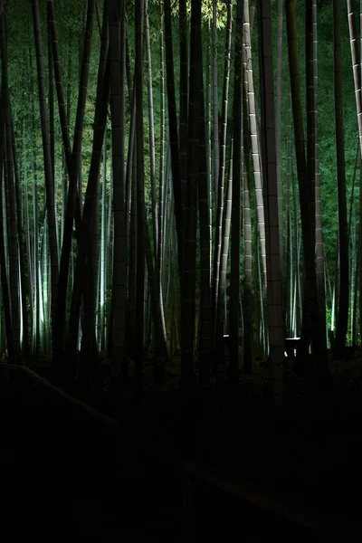 Kioto Japón Noviembre 2021 Bosques Bambú Iluminados Otoño —  Fotos de Stock