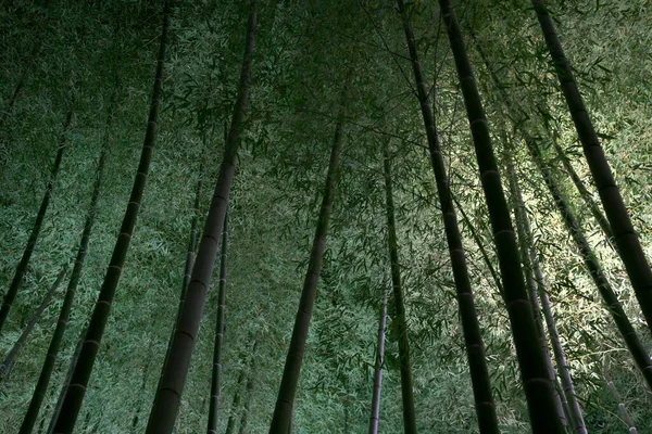 京都府 2021年11月16日 秋の竹林のライトアップ — ストック写真