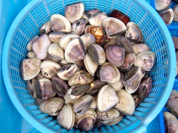 Ibaraki, Japonya - 17 Aralık 2021: Sert Midye ya da Sert Deniz Kabuğu Kapanışı ya da Üst Boynu ya da Kiraz Taşı veya Hamaguri İstiridyesi