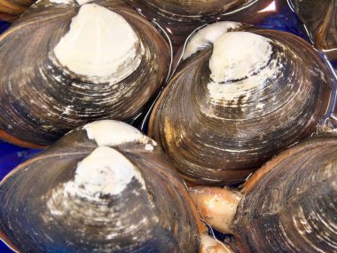 Ibaraki, Japonya - 17 Aralık 2021: Spisula veya Hokkigai 'ye yakın çekim veya deniz tarağı