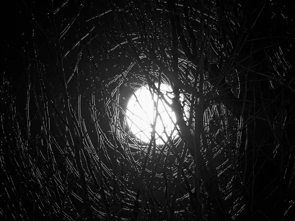 東京都 2021年12月20日 冬の夜明けの銀杏の木の向こうに沈む満月 — ストック写真