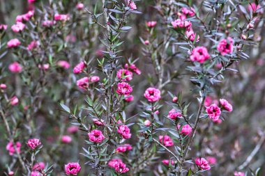Tokyo, Japonya - 24 Aralık 2021: Manuka veya çay ağacı veya süpürge ağacı veya Leptospermum scoparium