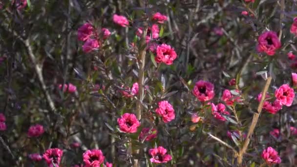 Tokio Japón Diciembre 2021 Manuka Árbol Broom Tea Tree Leptospermum — Vídeos de Stock