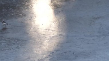 Tokyo, Japonya - 30 Aralık 2021 Japon Pied Wagtail kış sabahı Tokyo 'da bir gölet yüzeyinde yürüyor