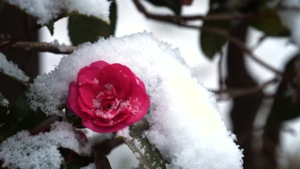 Tokyo Japan January 2022 Camellia Sasanqua Snow — 图库视频影像