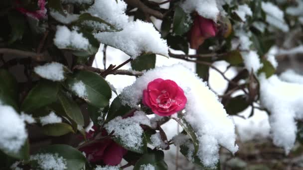 Tokyo Japon Janvier 2022 Camellia Sasanqua Dans Neige — Video